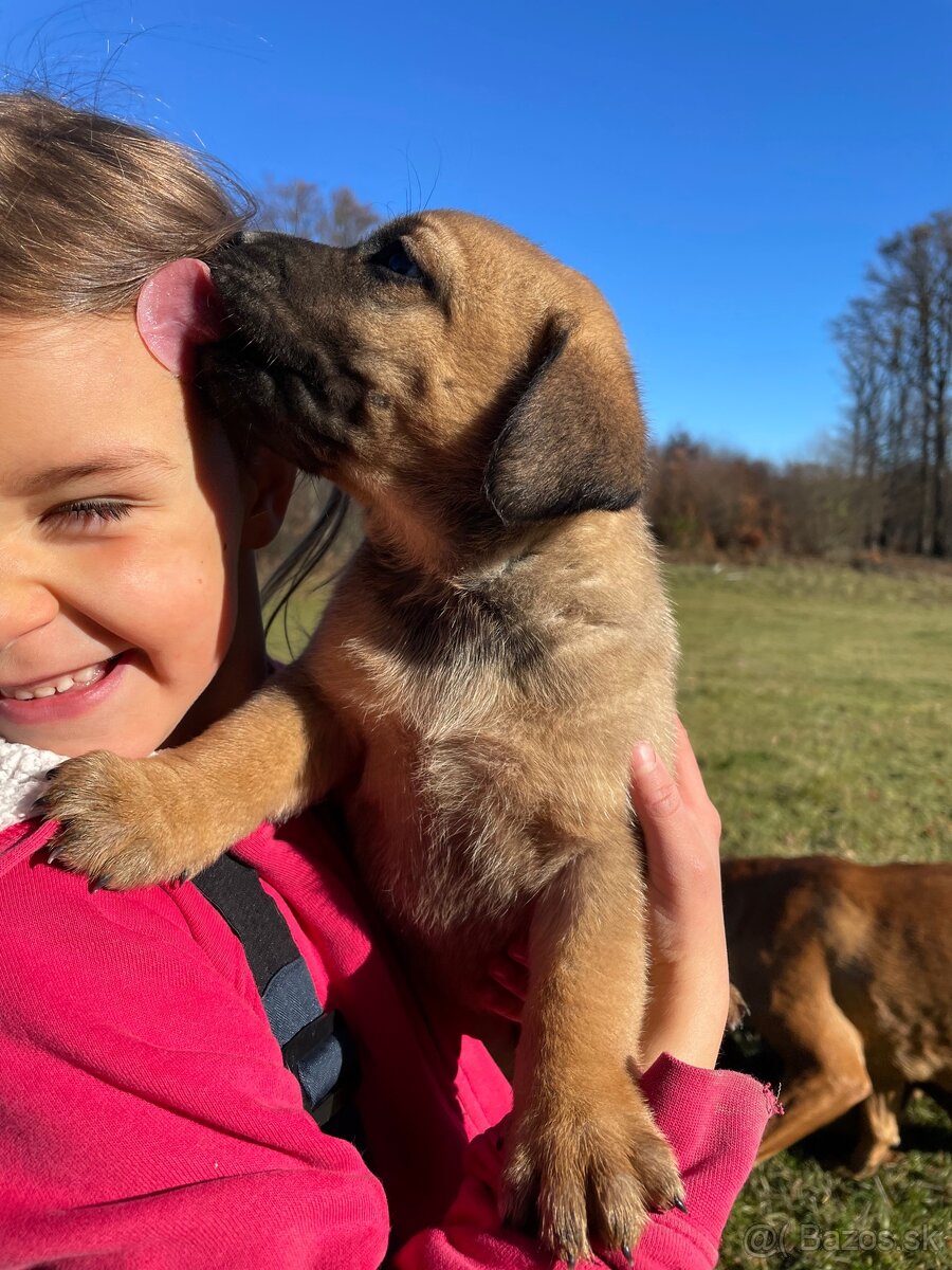 Šteniatka po super rodičoch ❤️ - 8
