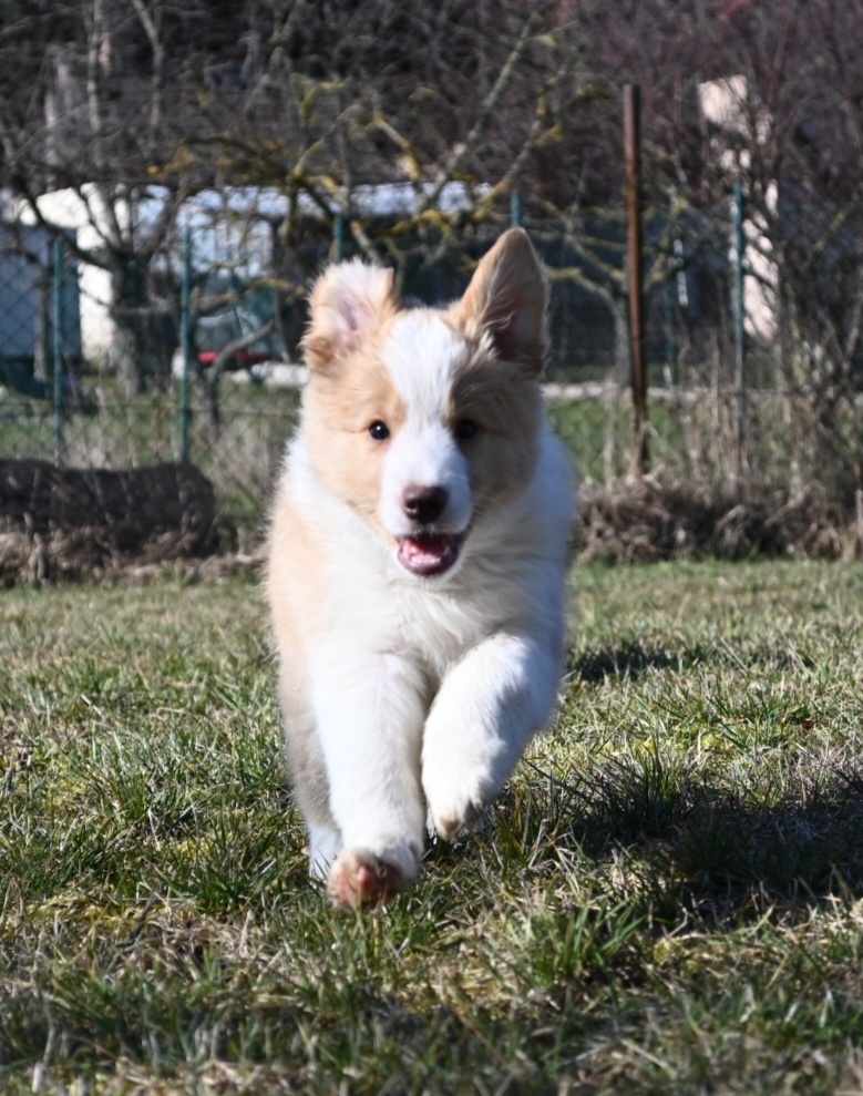 Border Collie / Border Kólia s PP - 8