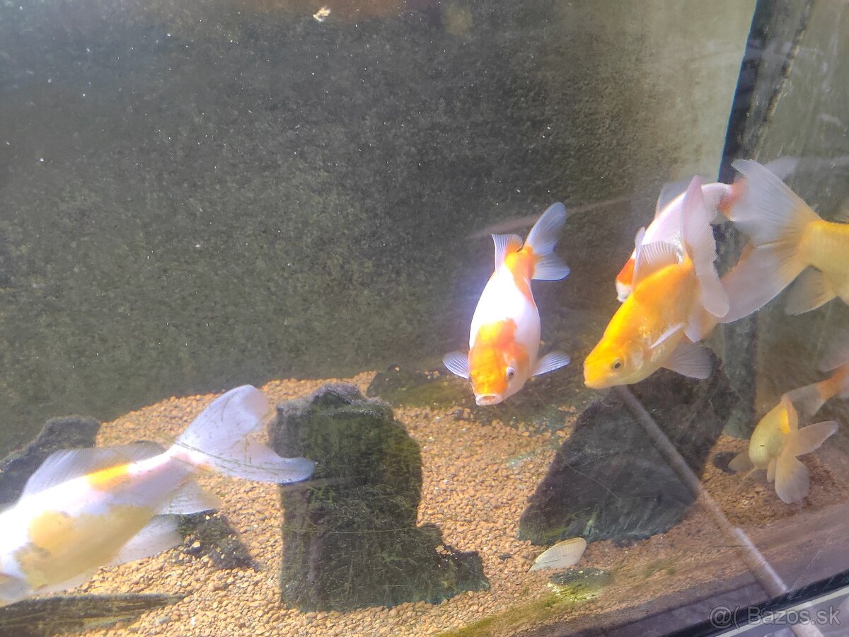 Jazierkove ryby - 8