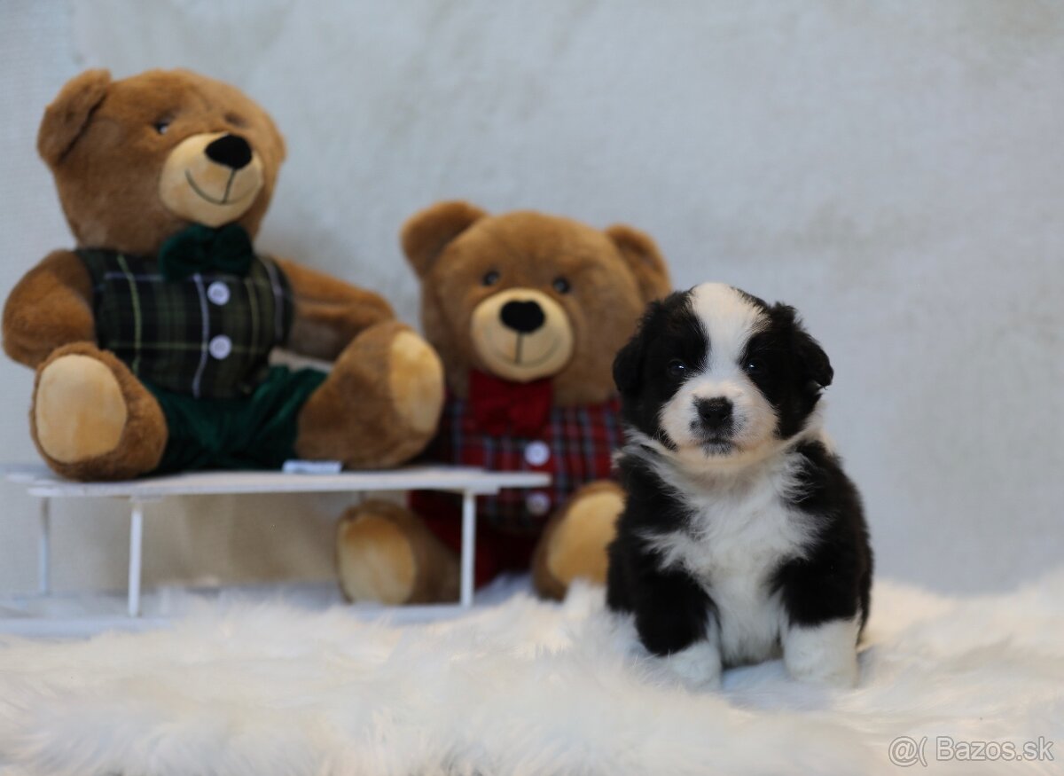 Miniatúrny americký ovčiak - 8