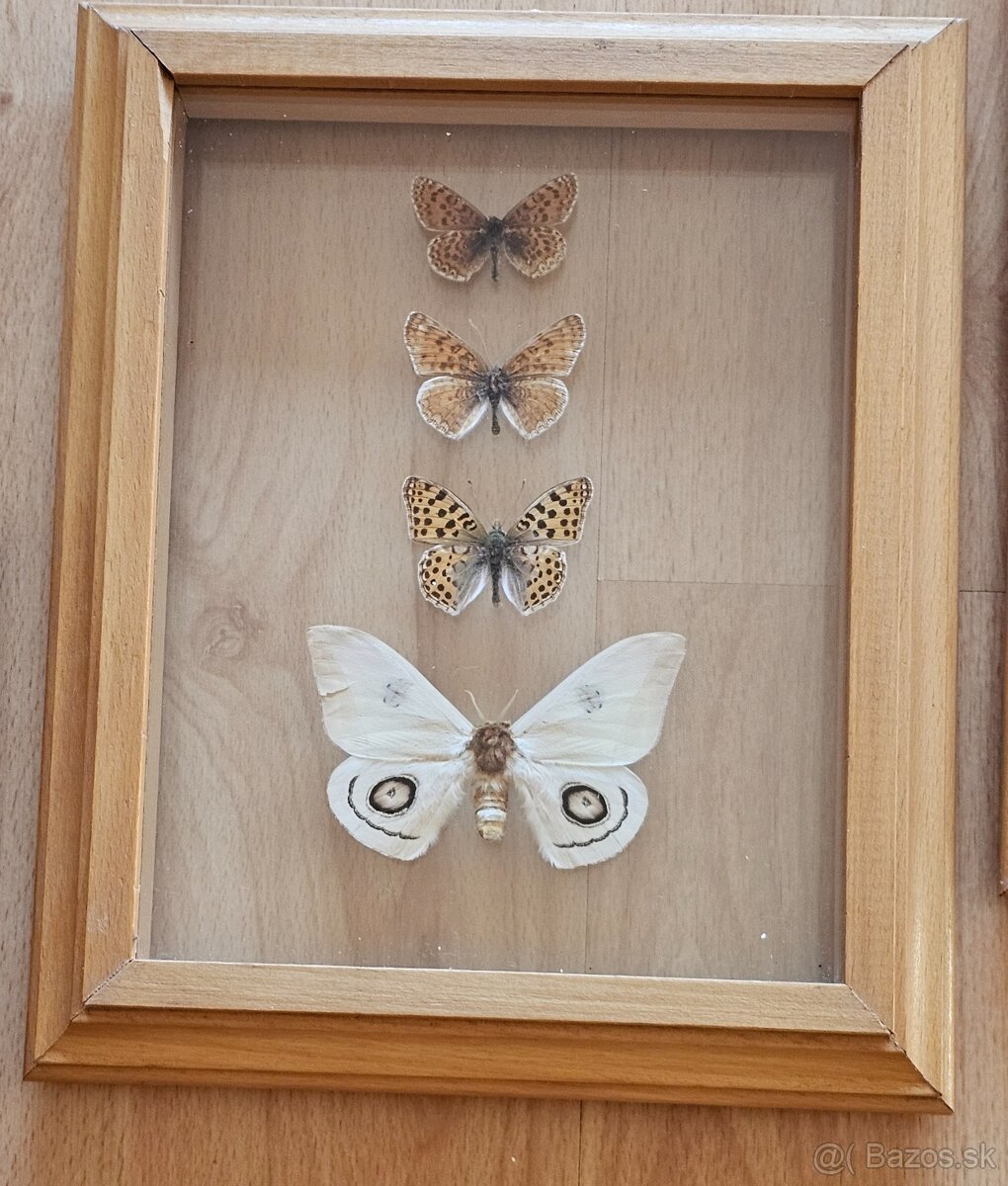 Zbierka motýľov v rámikoch - 8
