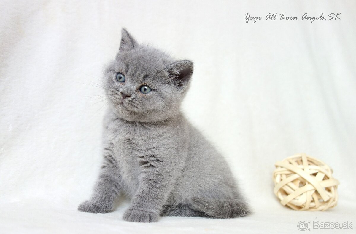 Britské mačiatka s PP ♥ - 8