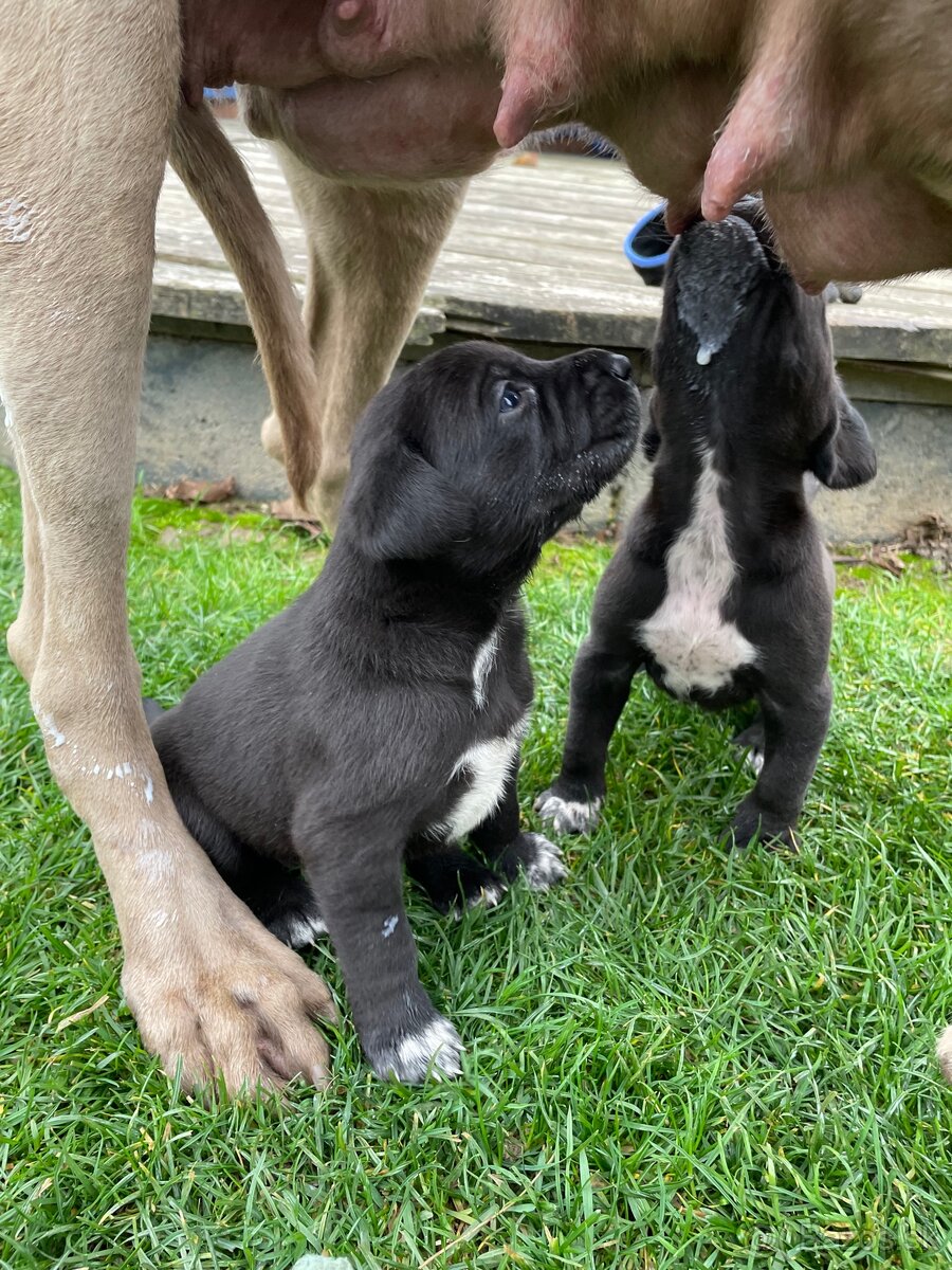 šteniatka od weimara - 8