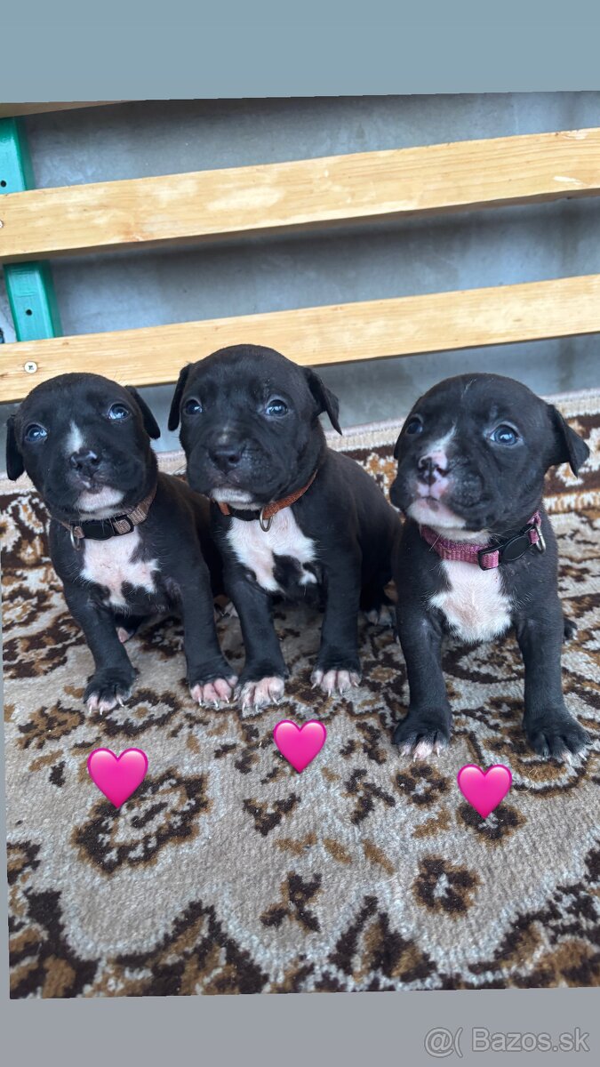 Americký stafordsirsky terier, Stafford, amstaf - 8