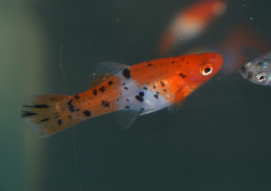 Spoločenské rybky - 8