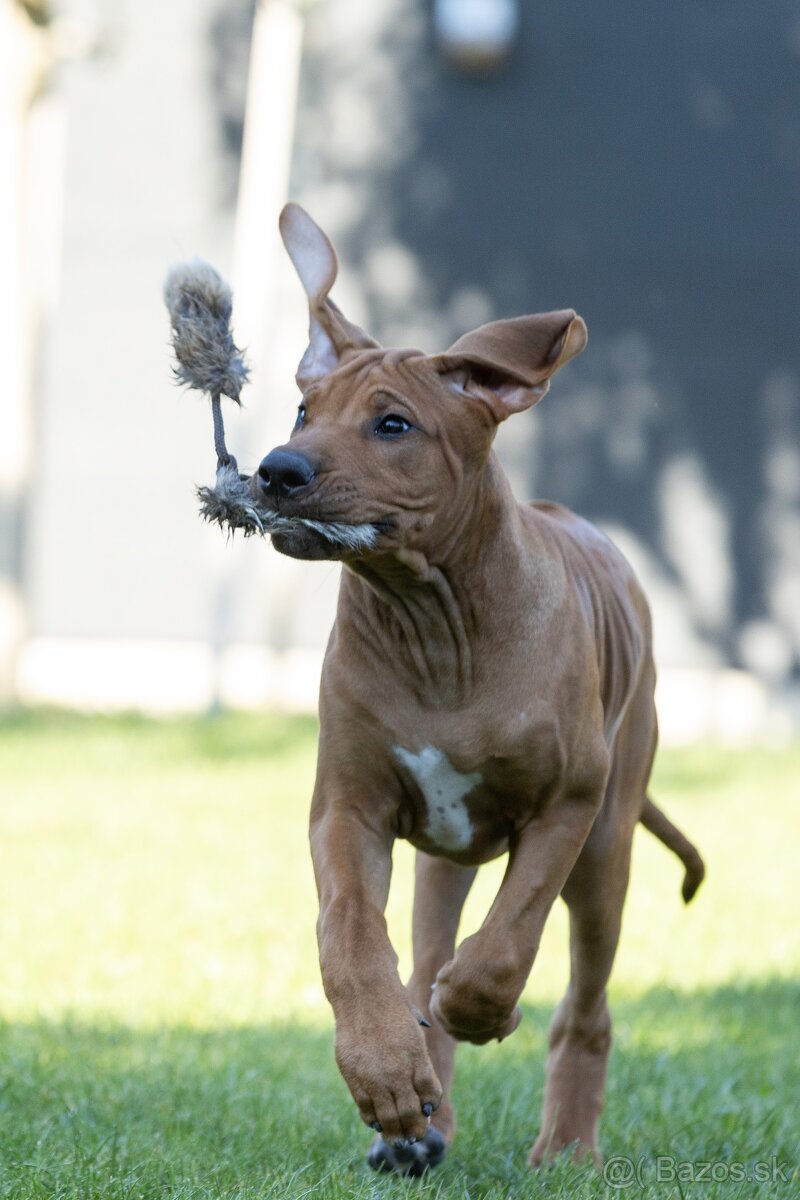 Rhodesian ridgeback 15 weeks old male puppy - 8