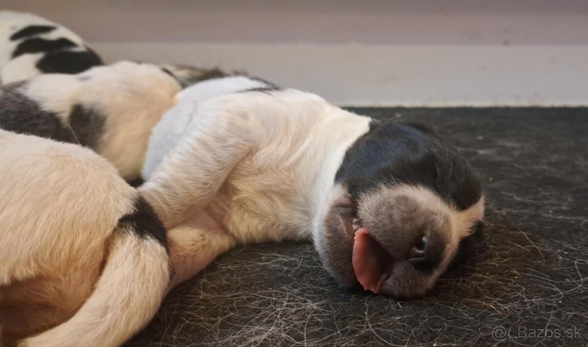 Stredoázijský ovčiak - šteniatka s PP - 8