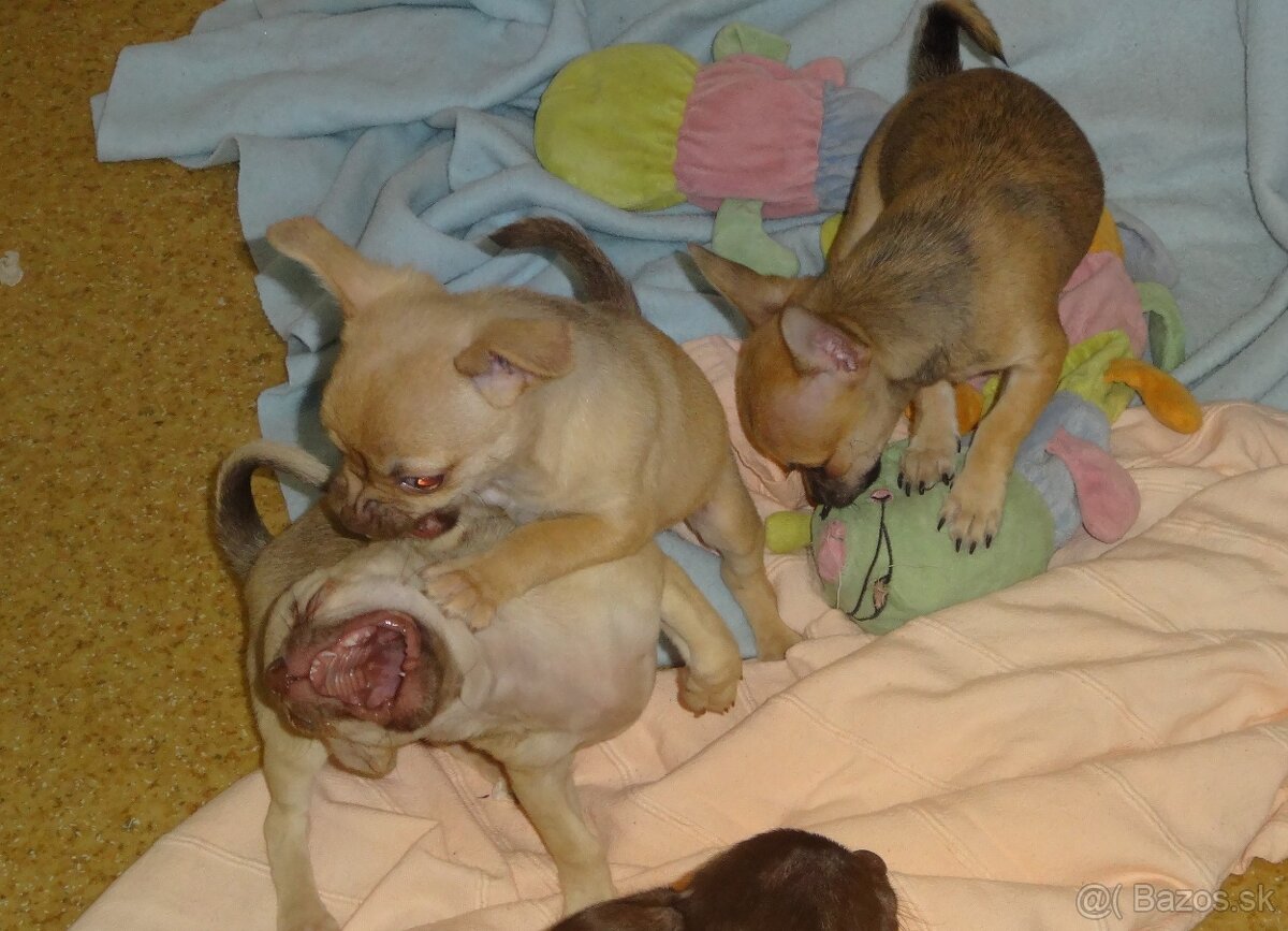 čivava krátkosrstá - 8