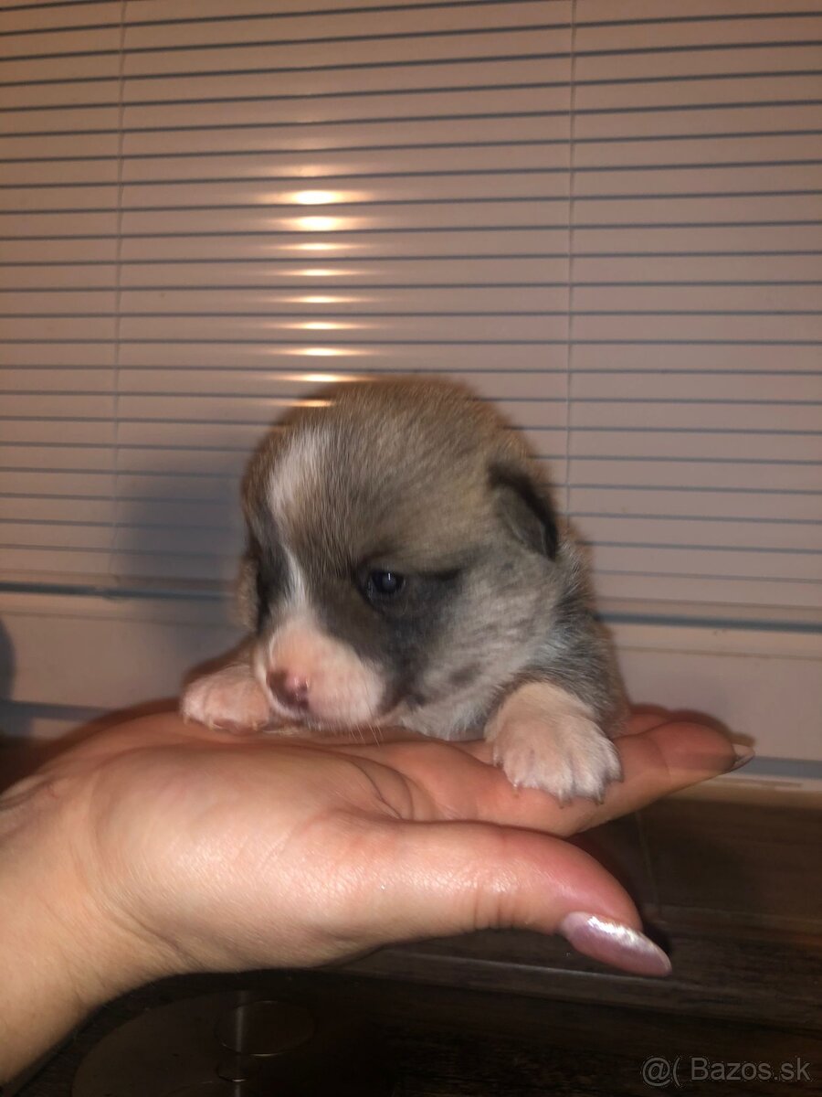 Welsh Corgi pembroke - 8