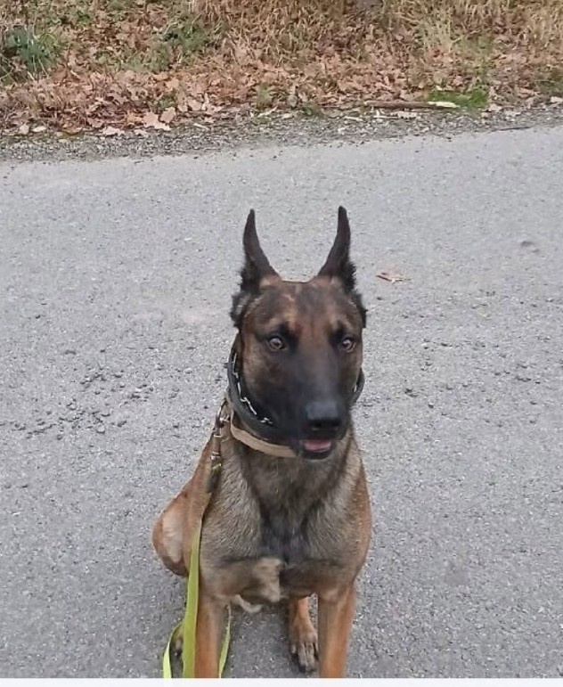 Belgický ovčiak - 8