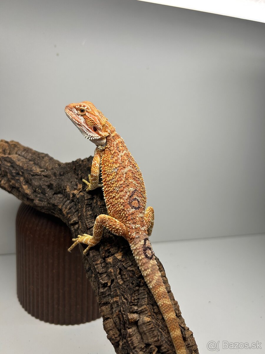 Agama bradatá - samice - 8