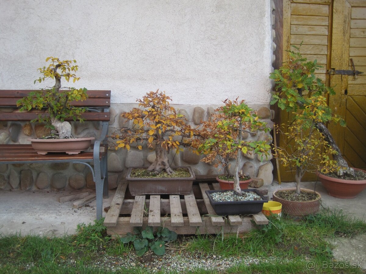 BONSAI,BONSAJ-DUB11 - 8