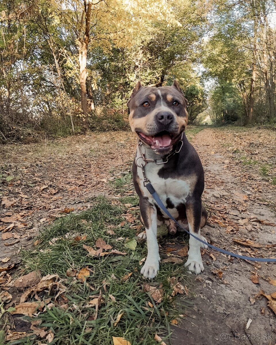 Americký stafordšírsky terier - krytie - 8