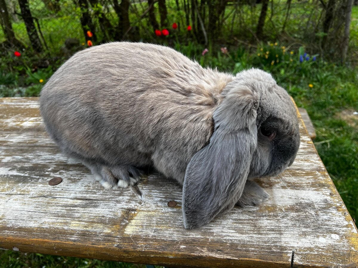 Francuzsky baran - 8