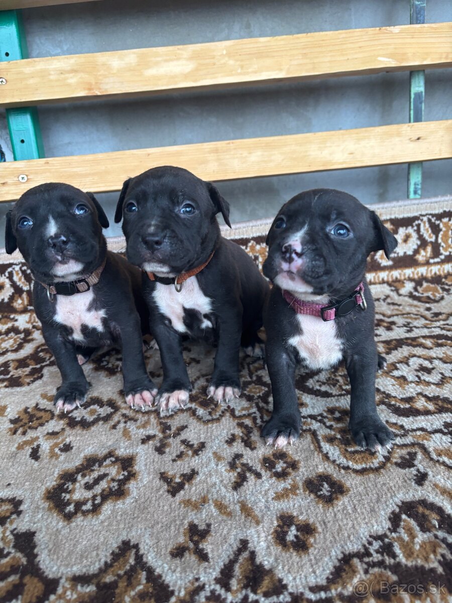 Americký stafordsirsky terier, Stafford, amstaf - 8