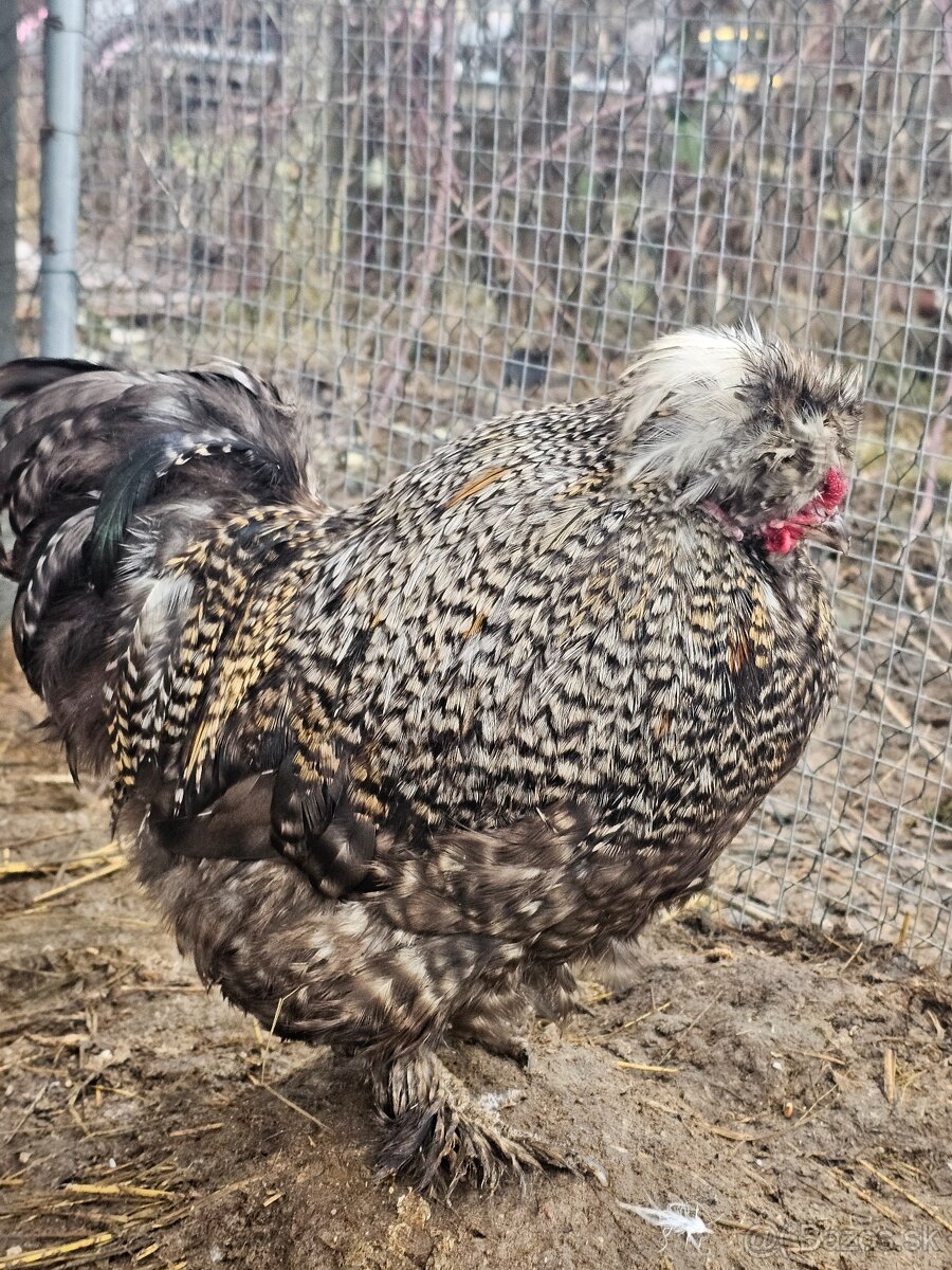 Hodvábničky kohútikovia - 8