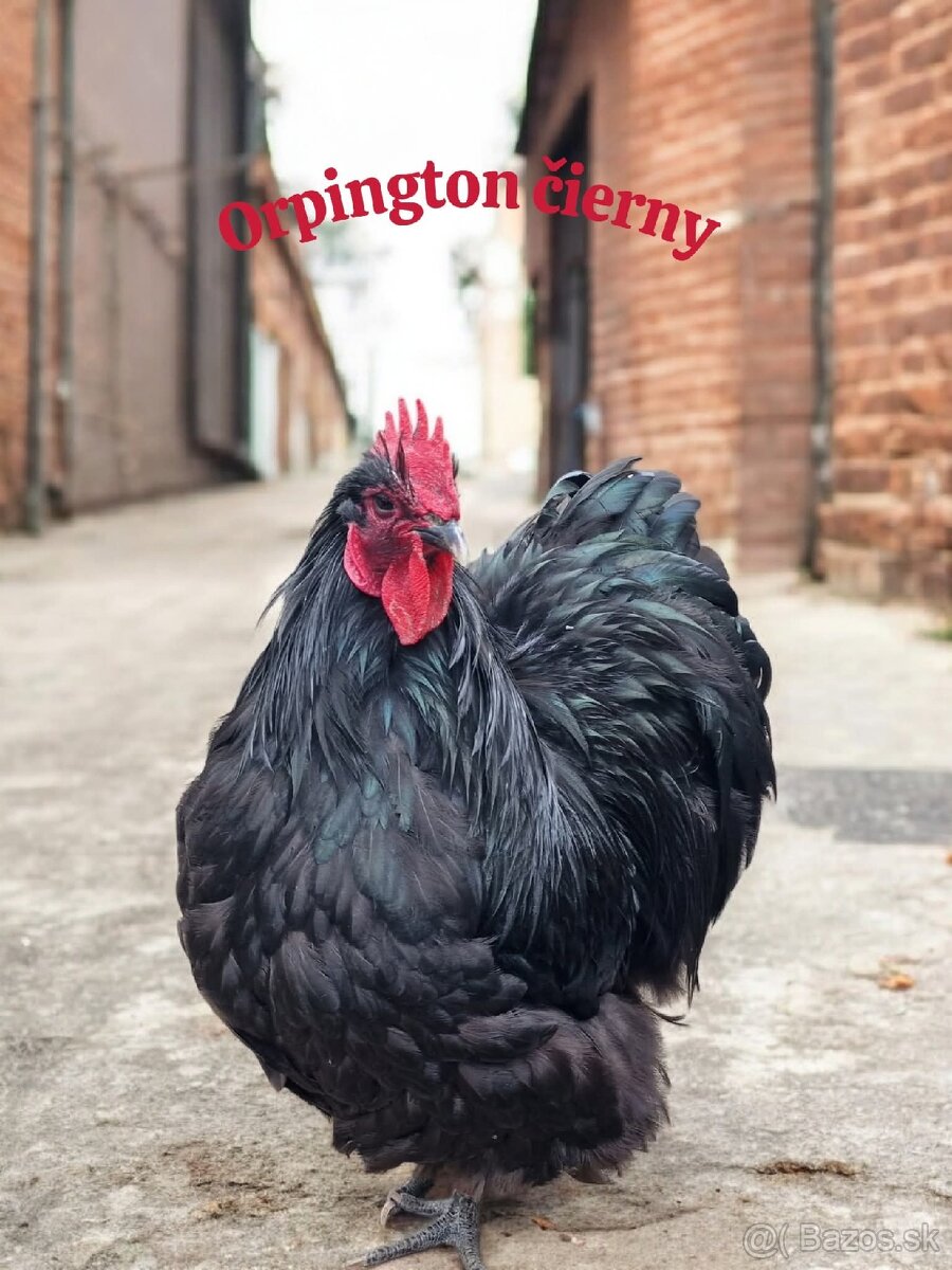 Kuriatka ORPINGTONKA ČIERNA - 8