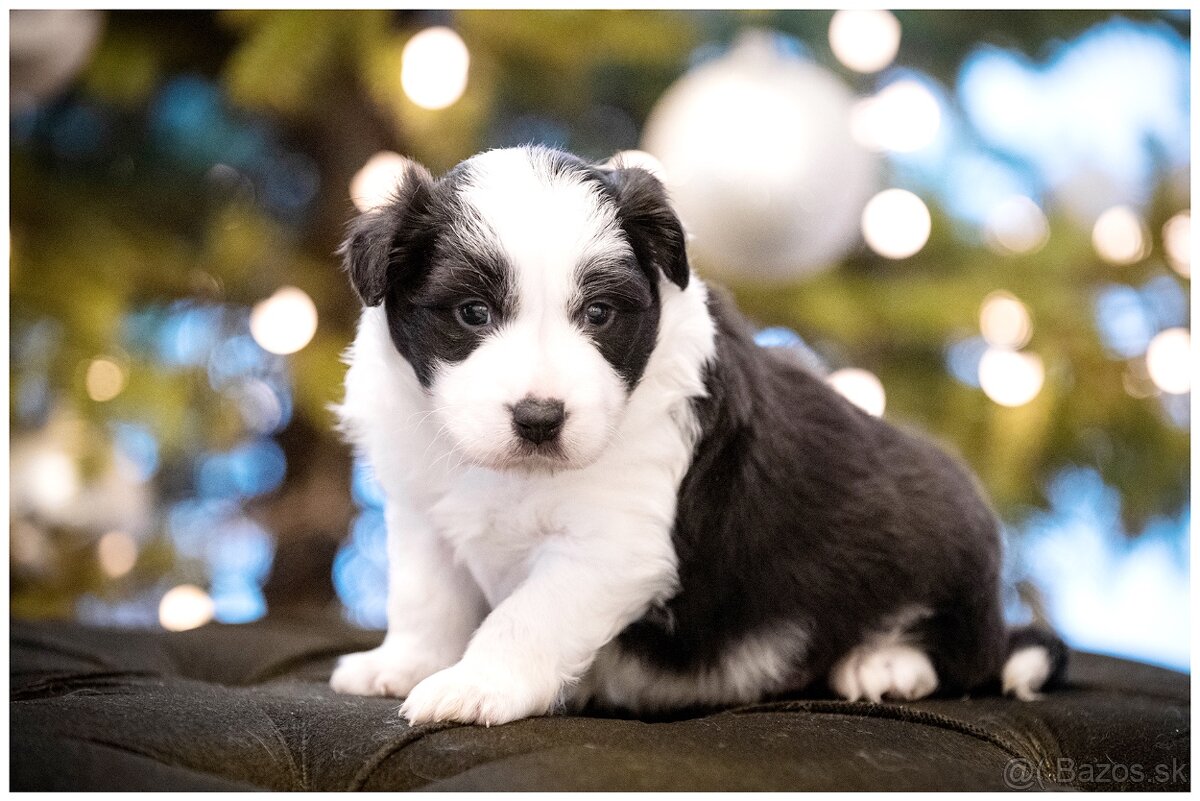 Border Collie Border Kolia s PP FCI - 8