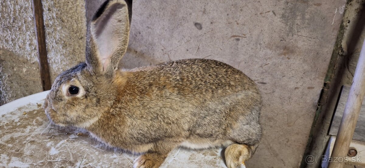 Predám samičky - 8