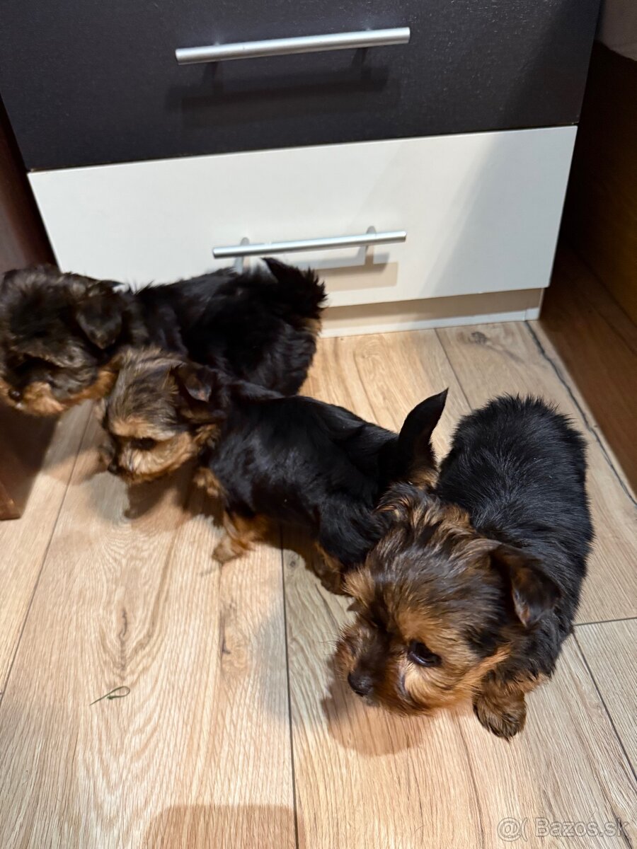 York, Yorkshire, Yorkshire terier, mini yorkshire - 8