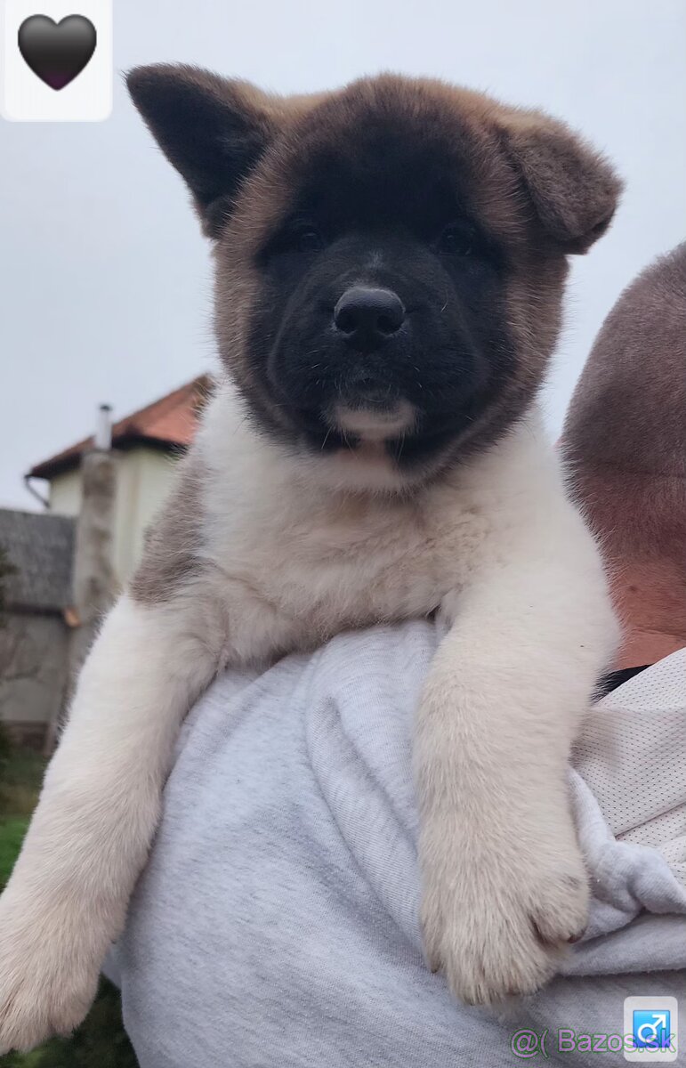 Americká akita (American akita) s PP - 8