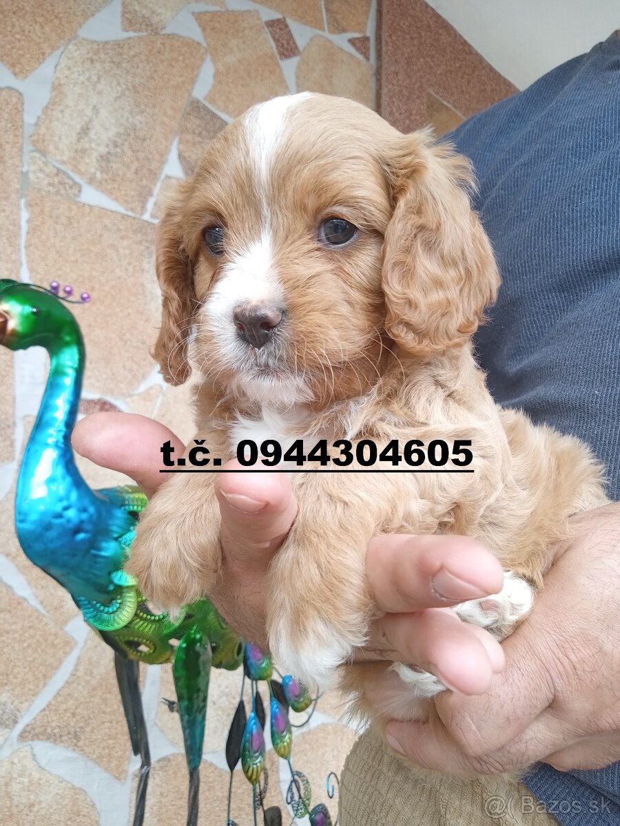 cavapoo - 8