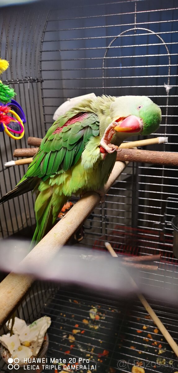 Alexander Veľký - 8