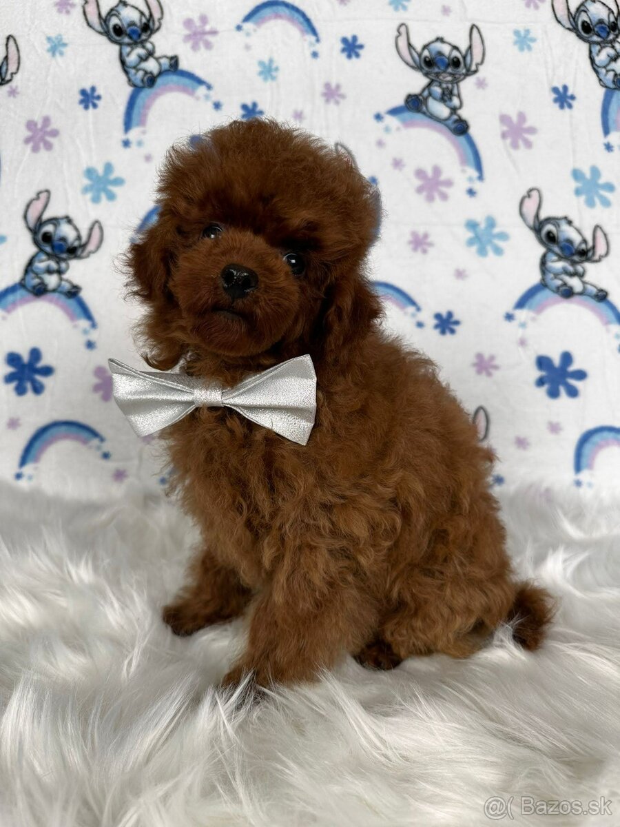 Pudel toy/Pudlík toy - red brown psíček - 8