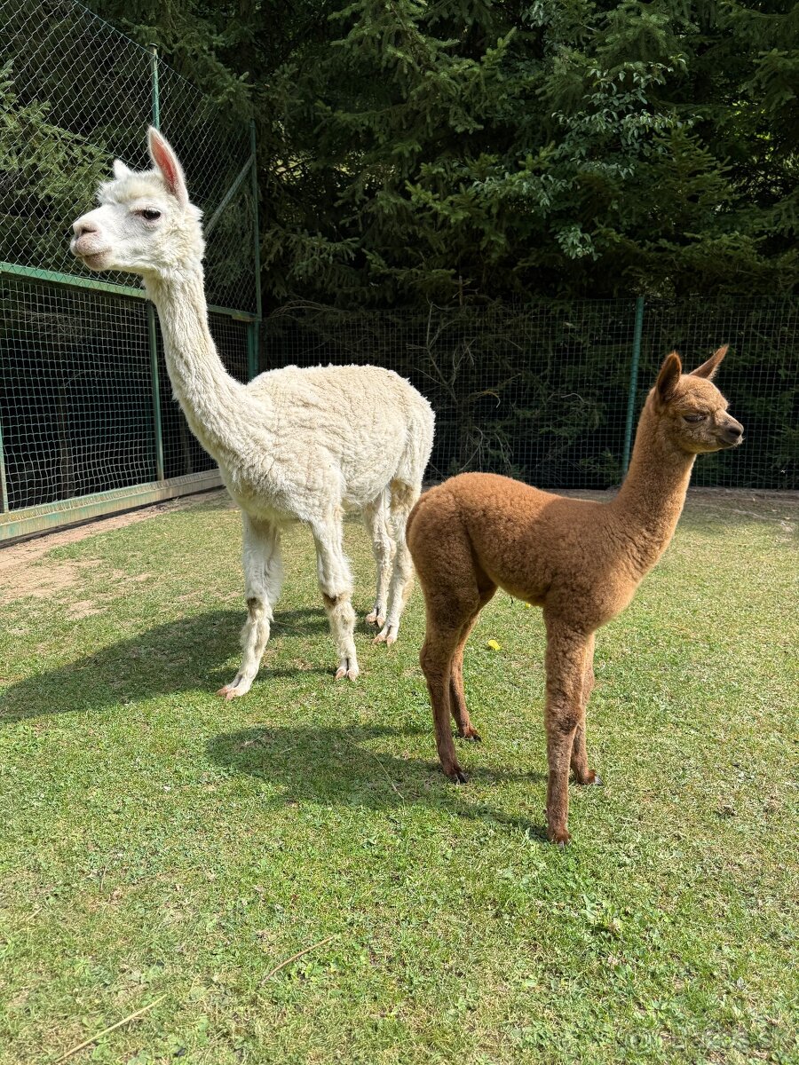 Alpaka - 8