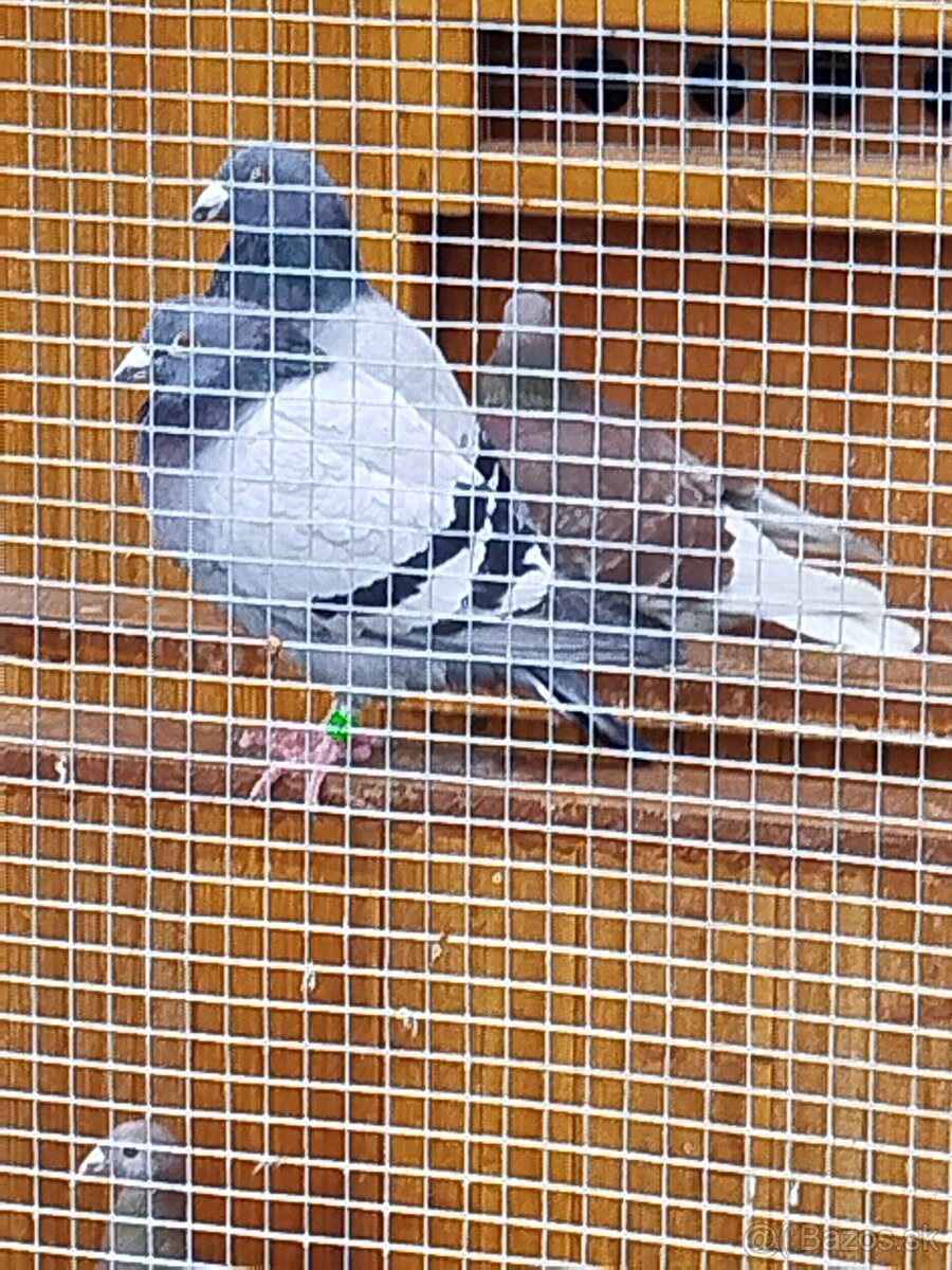 Poštovné holuby - 8