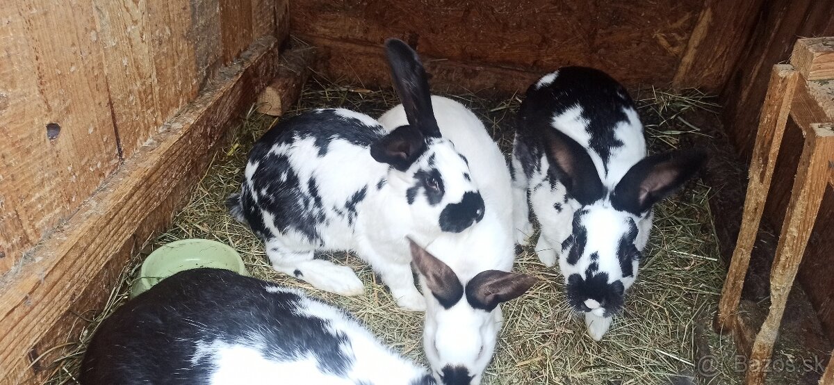 Predám králiky - 8