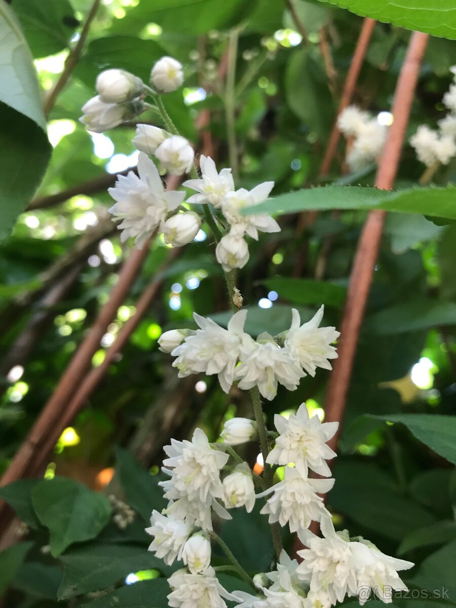 Predám JAZMÍN a PAJAZMÍN - 8