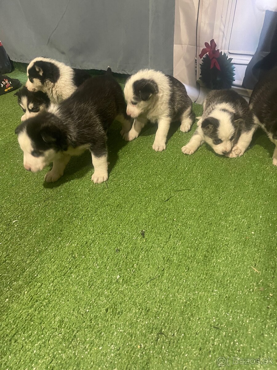 Šteniatka Husky - 8