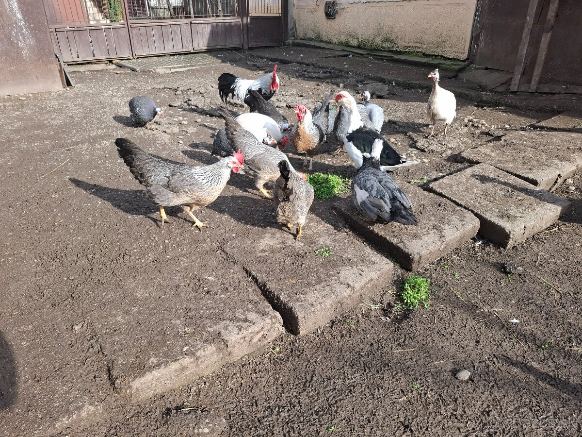 Násadove vajička-Vlaška Strieborná - 8