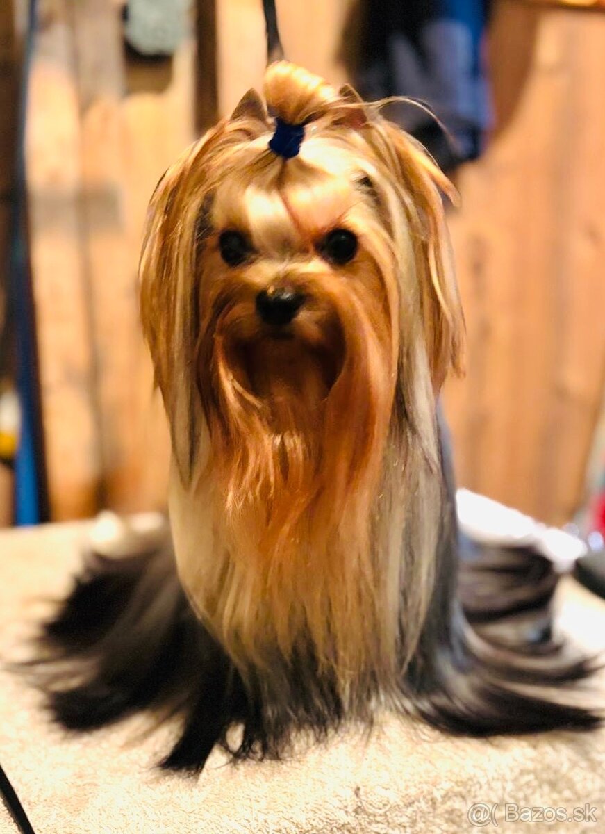 Yorkshire terrier s PP - 8