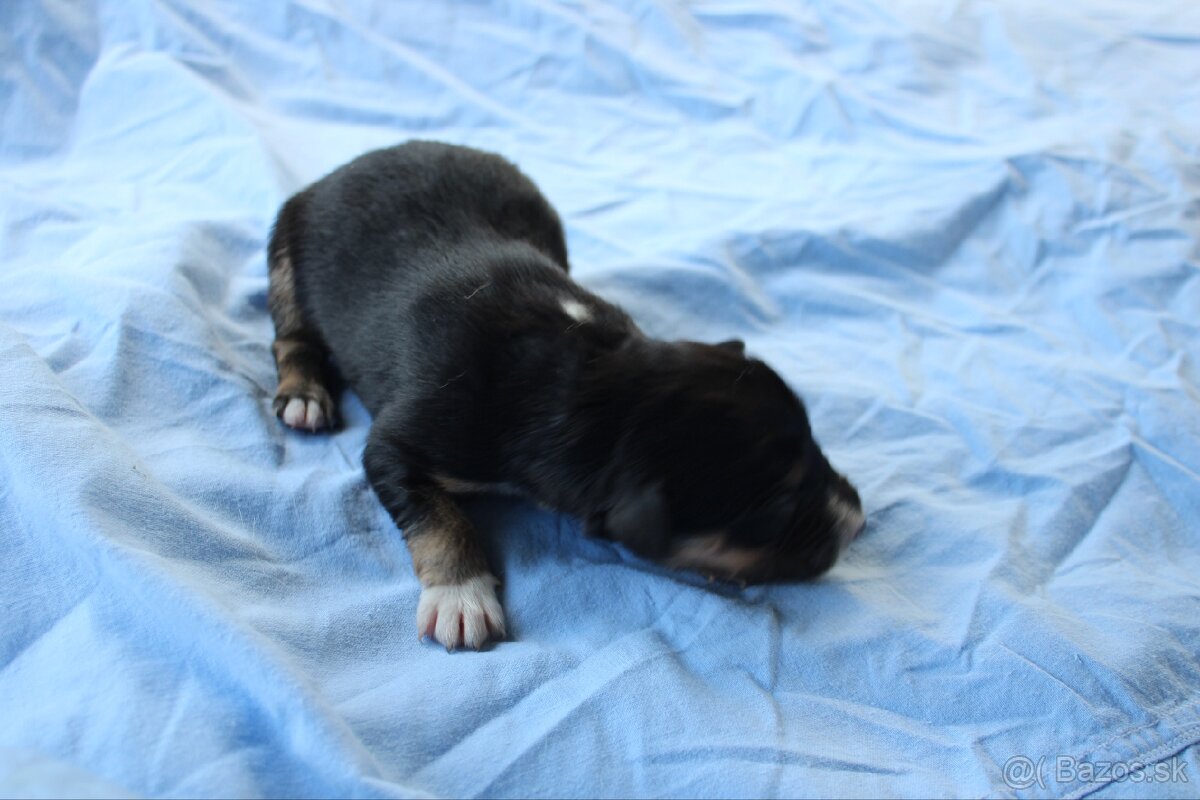 Ponúkam šteniatka - 8