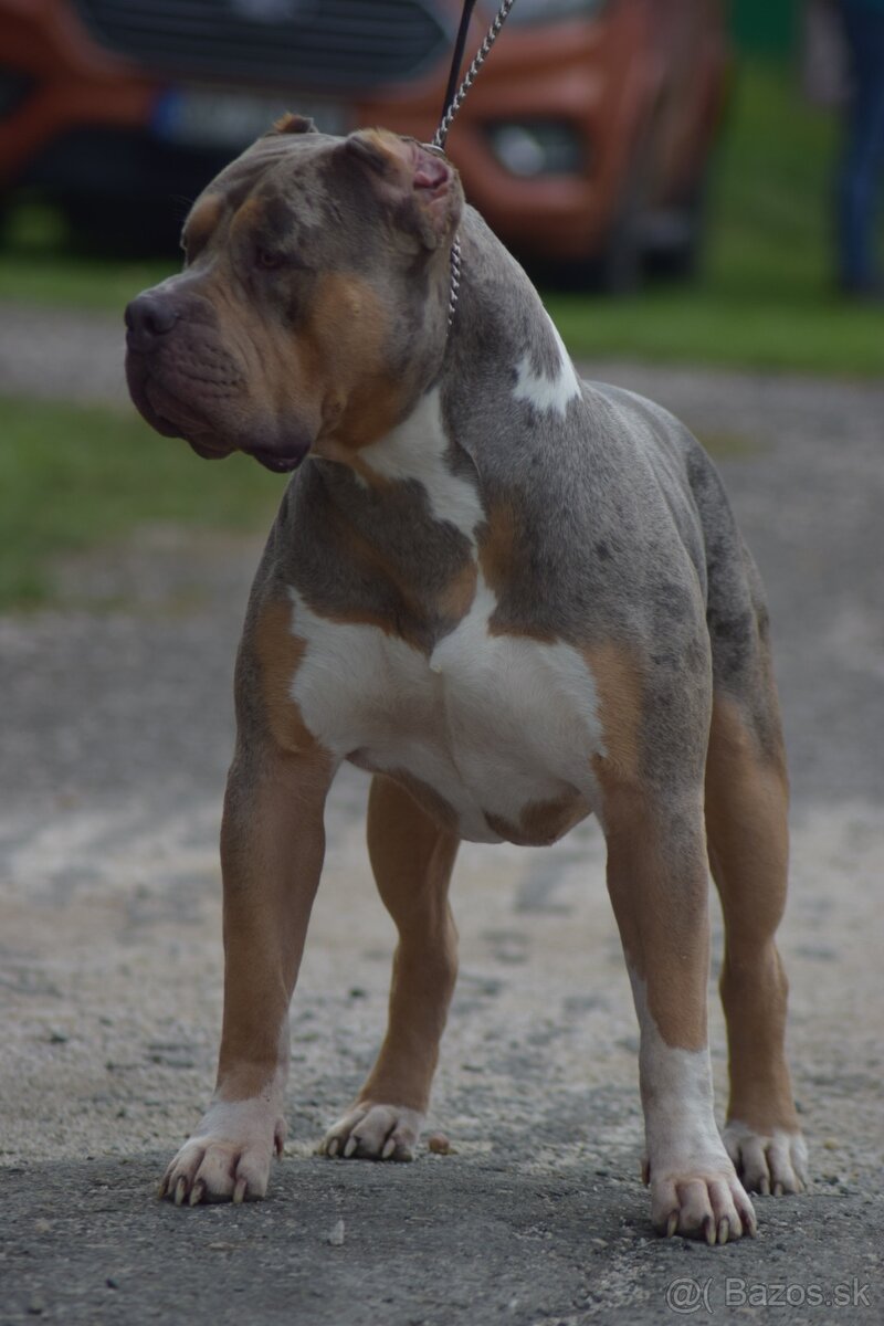 American Bully XL - 8