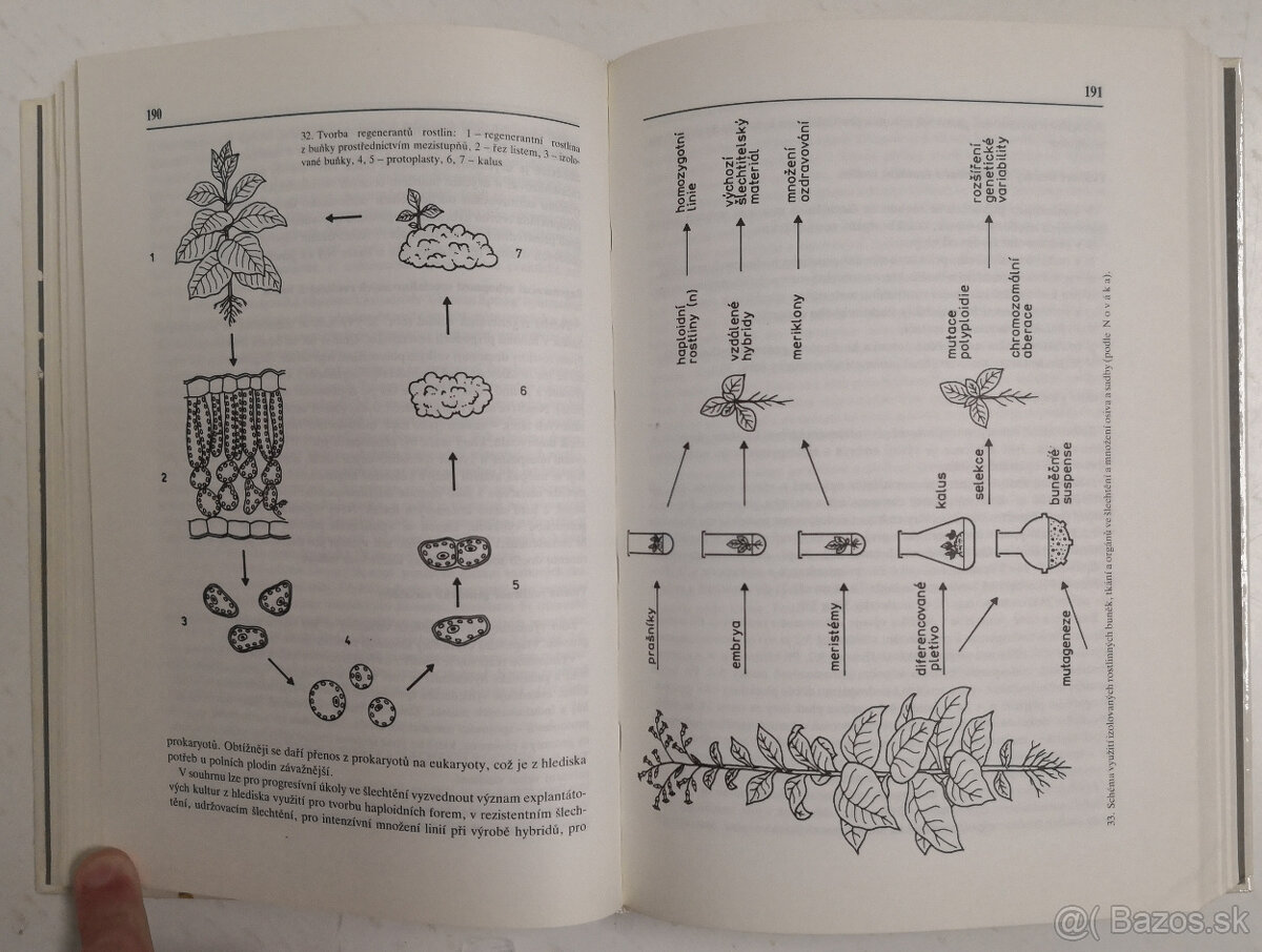 Šľachtenie rastlín - 8