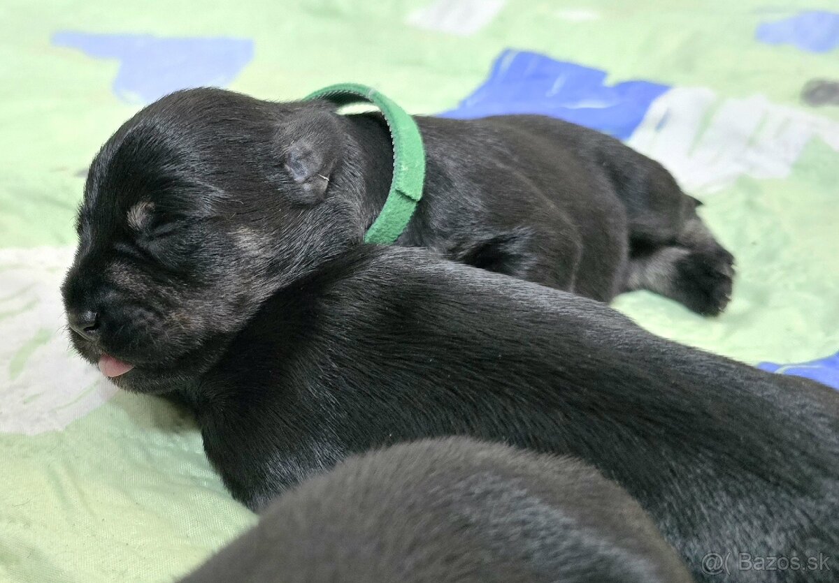 Malý čiernostrieborný bradáč - 8