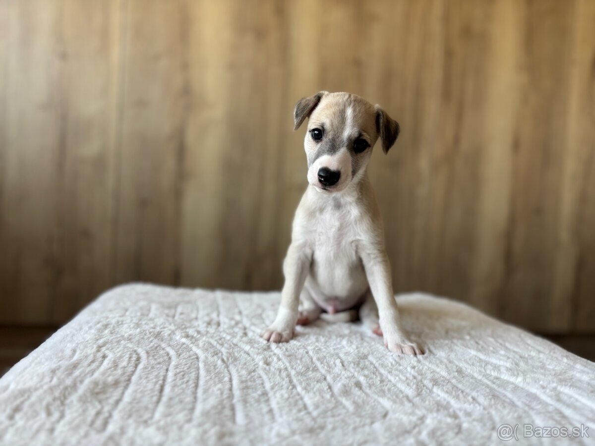 Vipet s preukazom pôvodu - 8