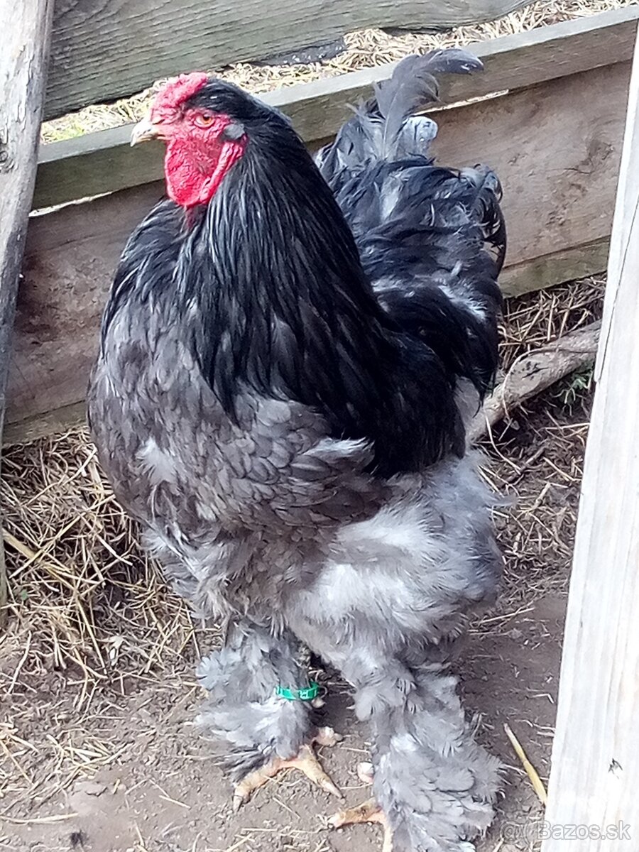 Brahmanka veľká NV 1,50€ - 8