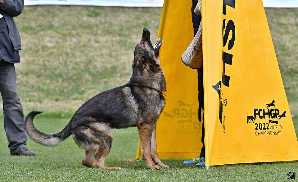 Nemecký ovčiak - šteniatka s PP - 8