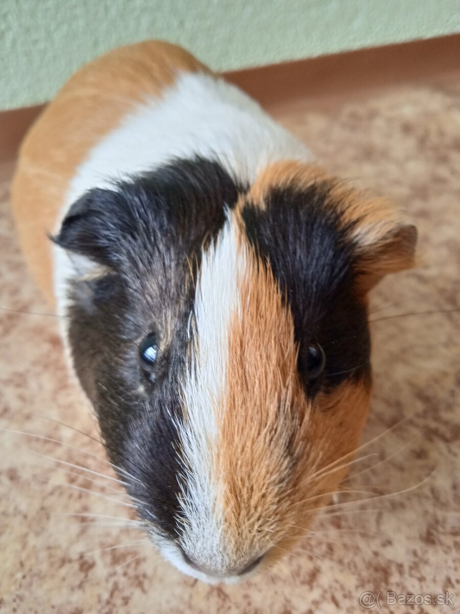 Predám morčatá, samec mesačný, samice ročné - 8