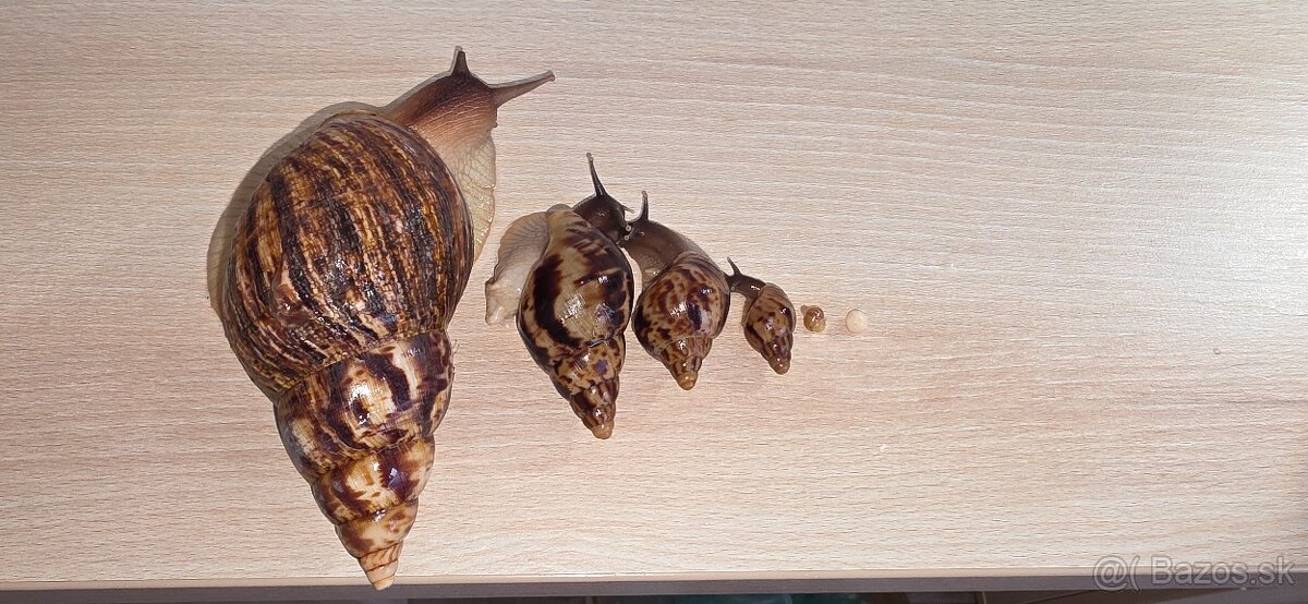 Slimák africký - 8