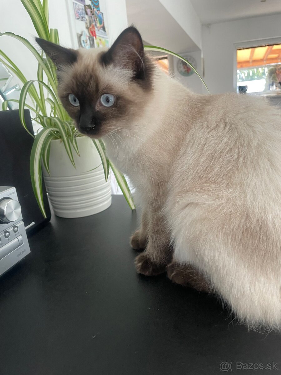 Mačiatka Ragdoll bez PP - 8