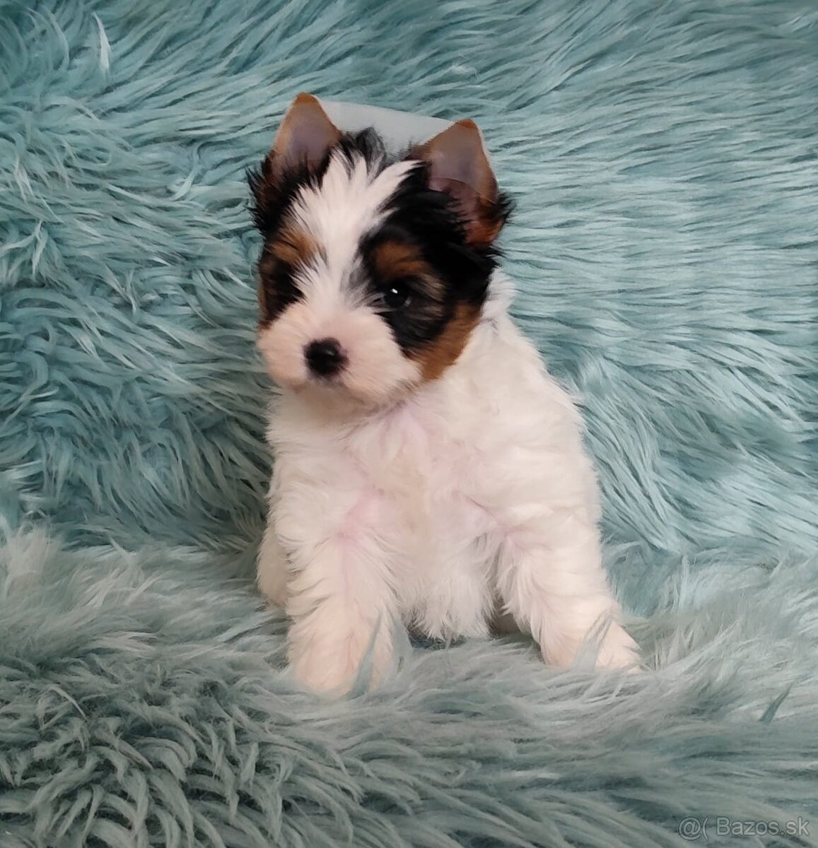 Yorkshire teriér, Biewer, Biro, Yorkshire teriér s PP - 8