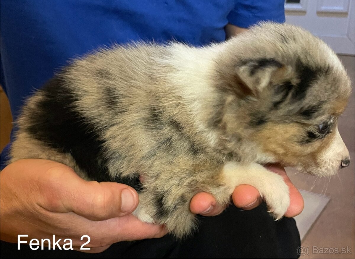 Border kólia - šteniatka - 8