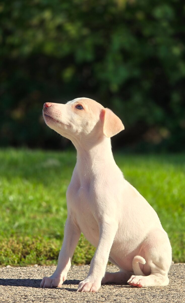 Vipet, Whippet s PP - 8