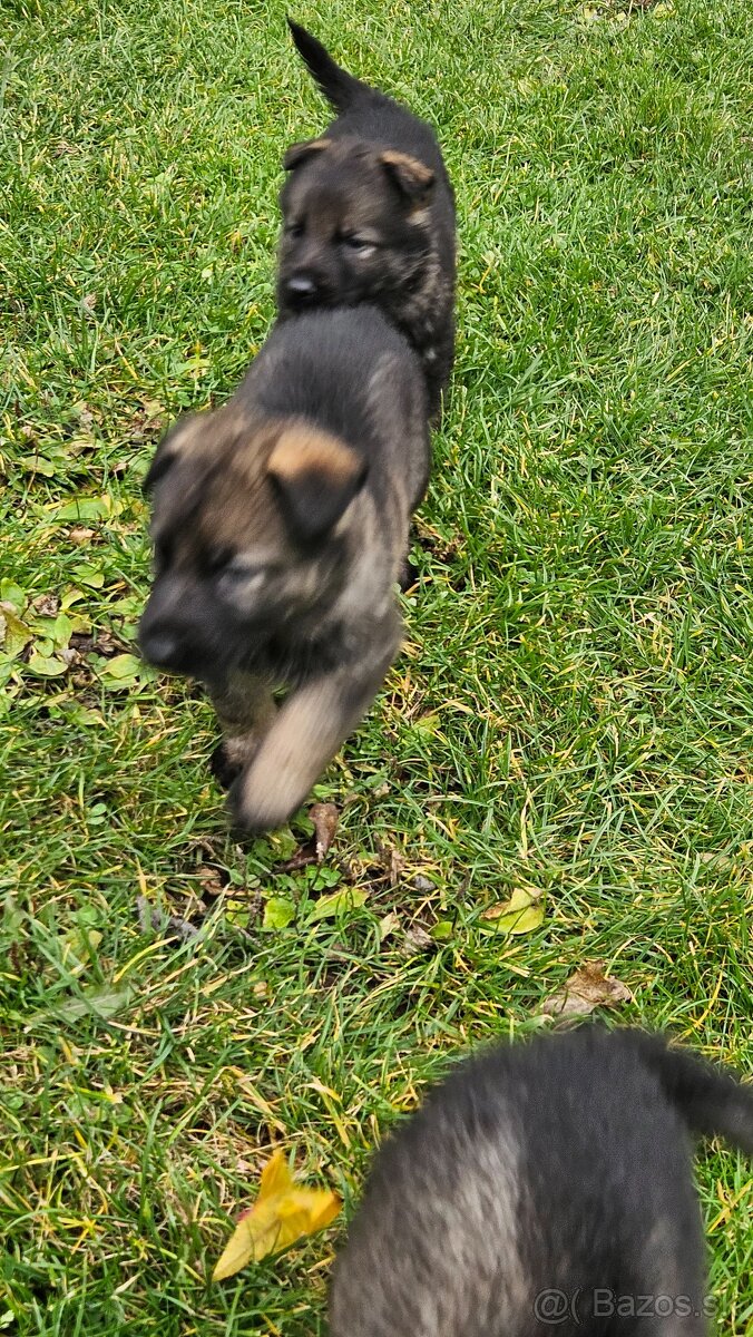 nemecký ovčiak šteniatka - 8