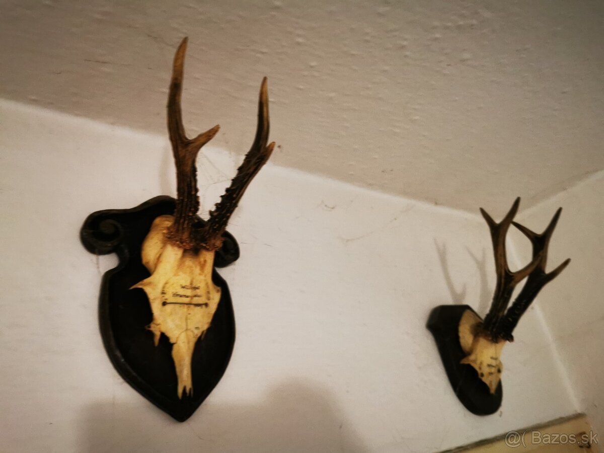 Srnec a iné trofeje - 8